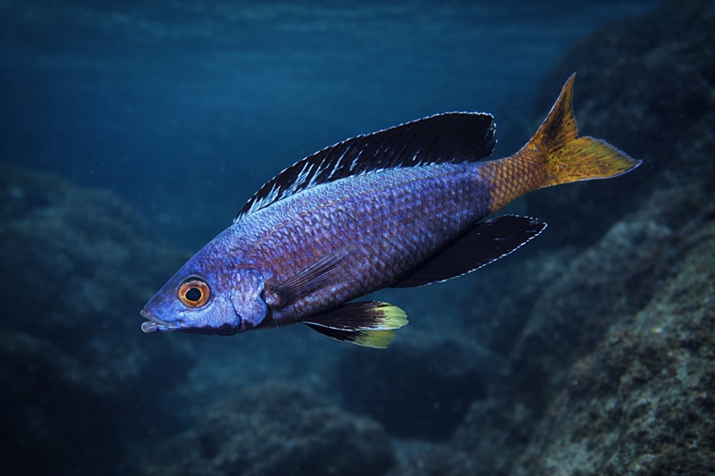 Cyprichromis sp. 'brilliant jumbo' Kitumba